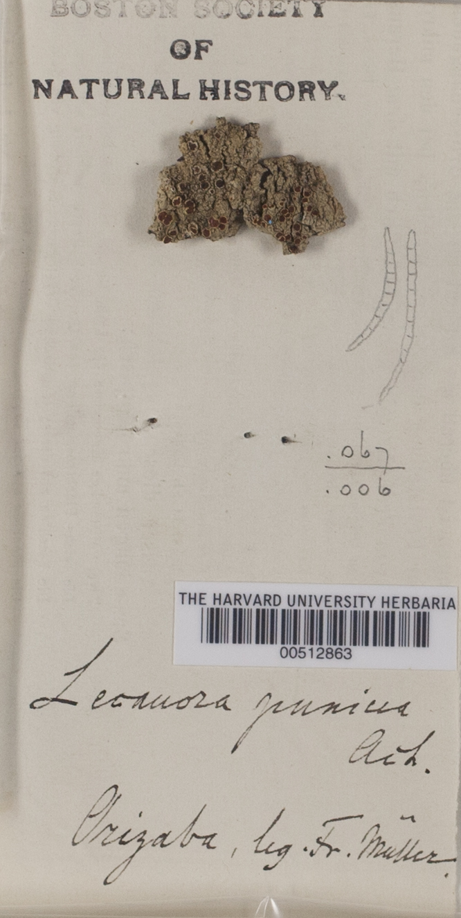 Lecanora punicea image
