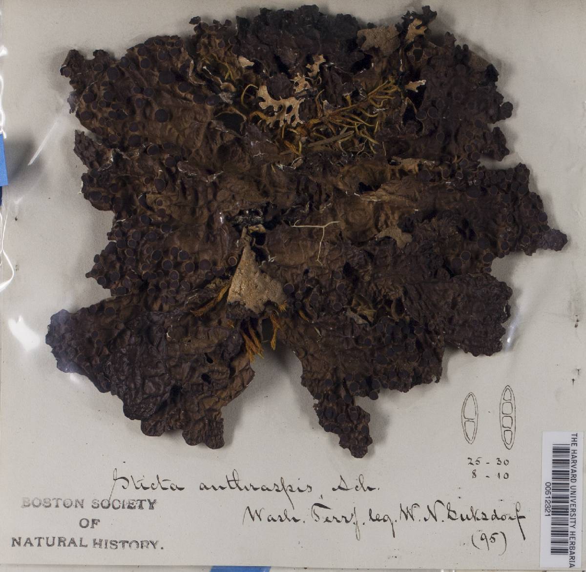 Sticta anthraspis image