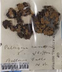 Peltigera venosa image