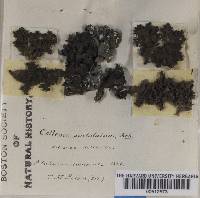 Collema pustulatum image