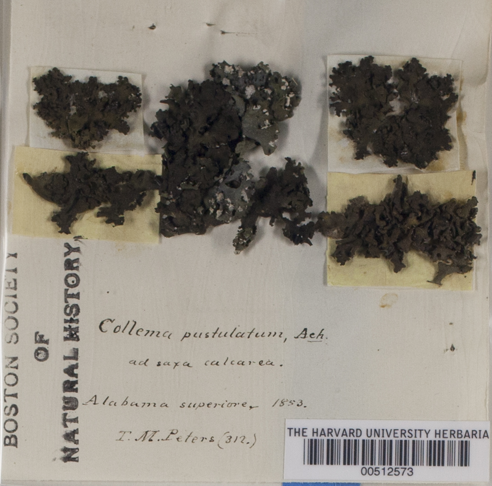 Collema pustulatum image