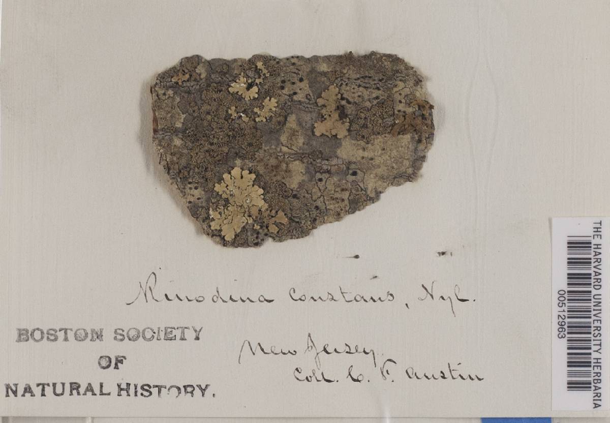 Maronea constans image