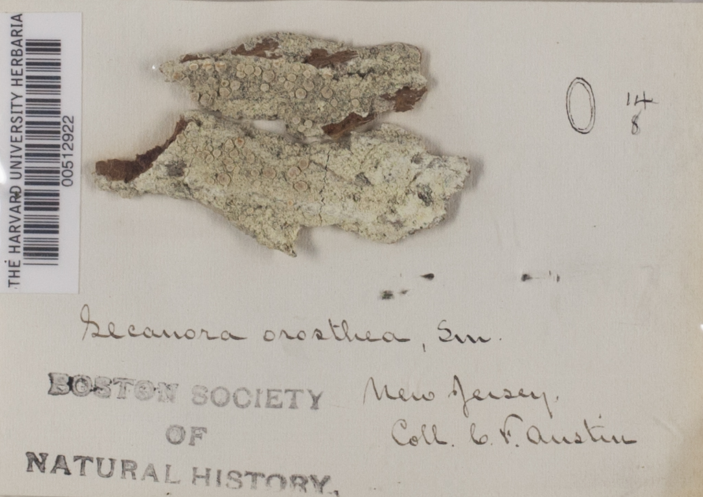 Lecanora orosthea image