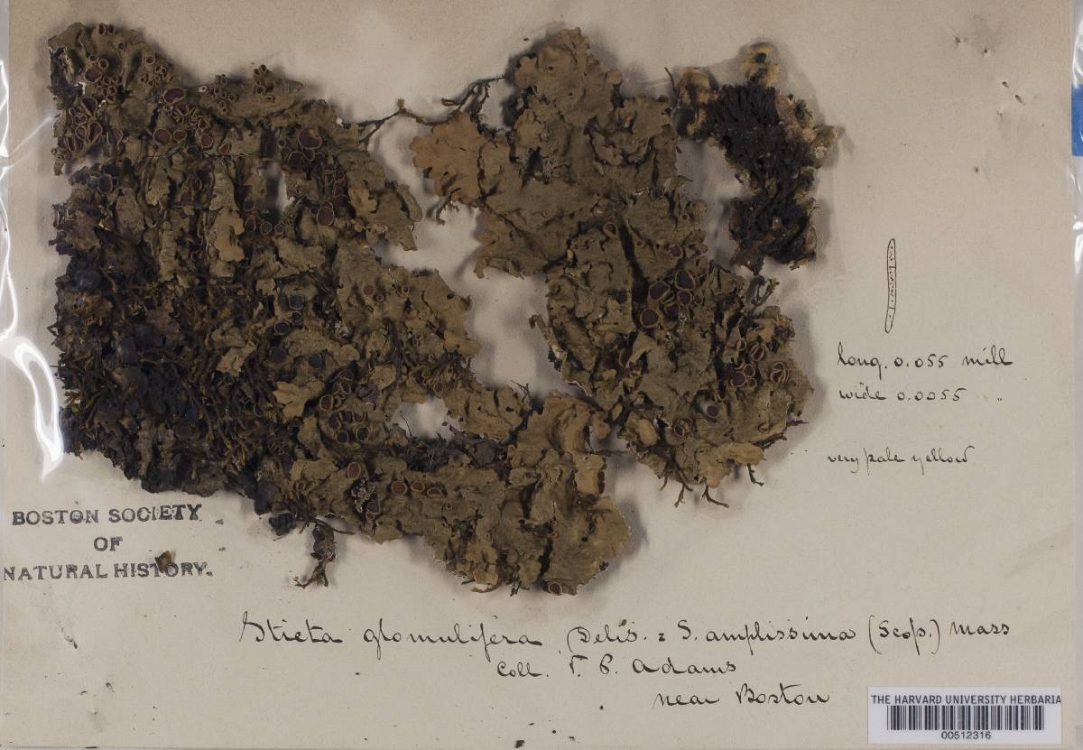 Lobaria amplissima image