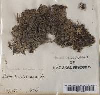 Physcia aquila var. detonsa image