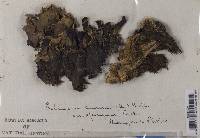 Peltigera canina image