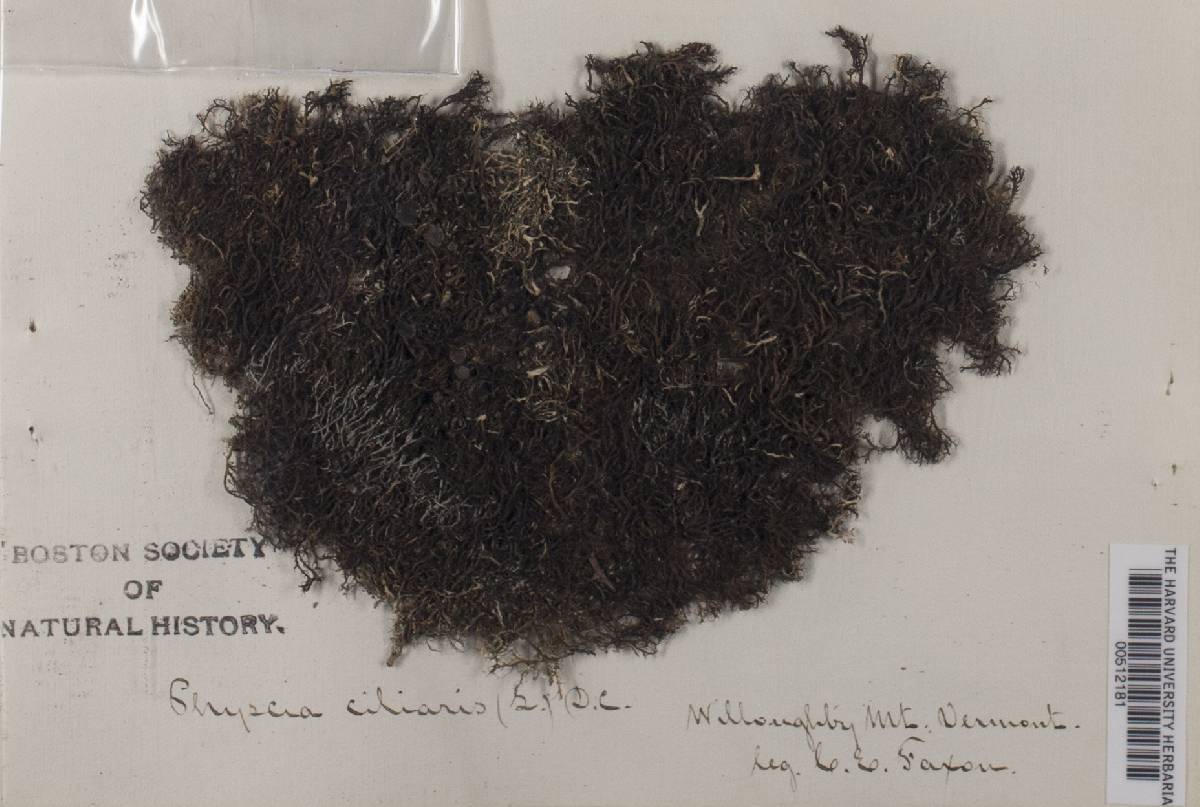 Anaptychia ciliaris ssp. ciliaris image