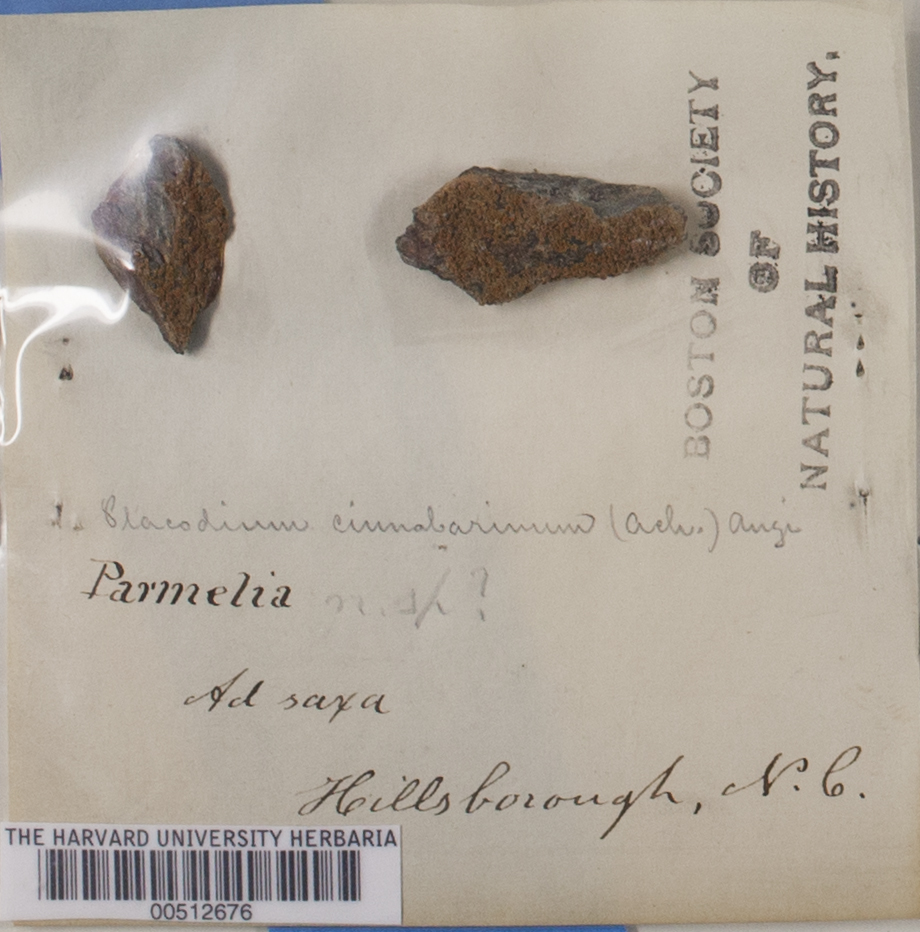 Caloplaca cinnabarina var. cinnabarina image