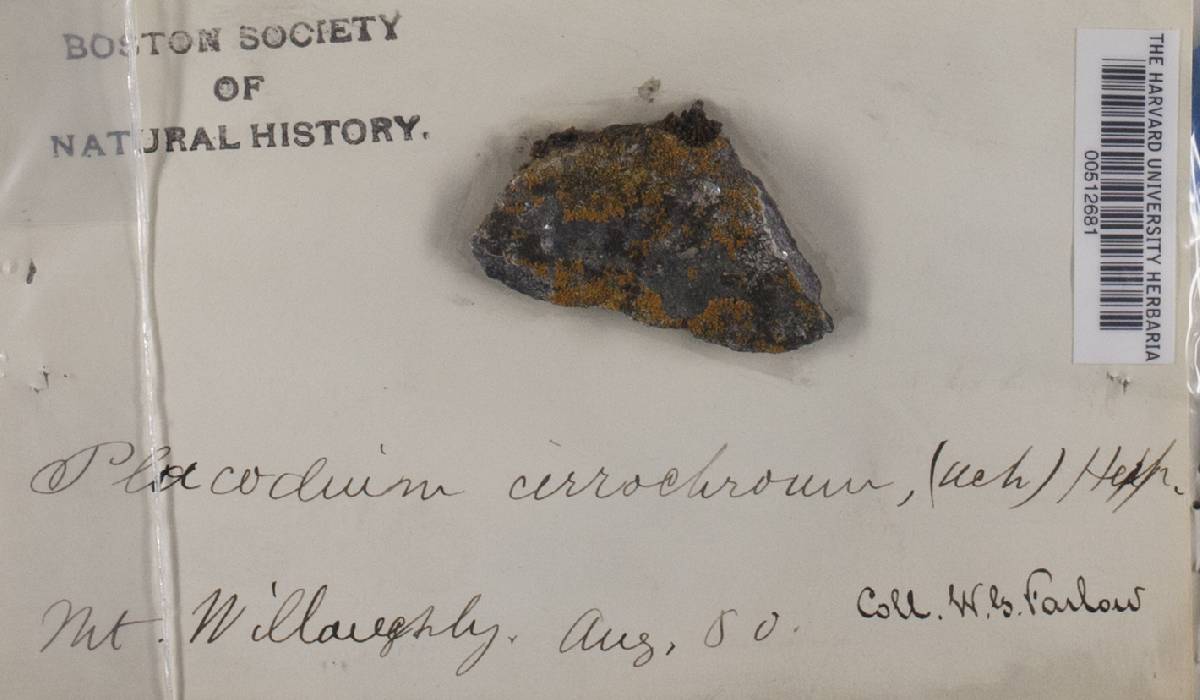 Caloplaca cirrochroa f. cirrochroa image