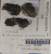 Collema granosum image