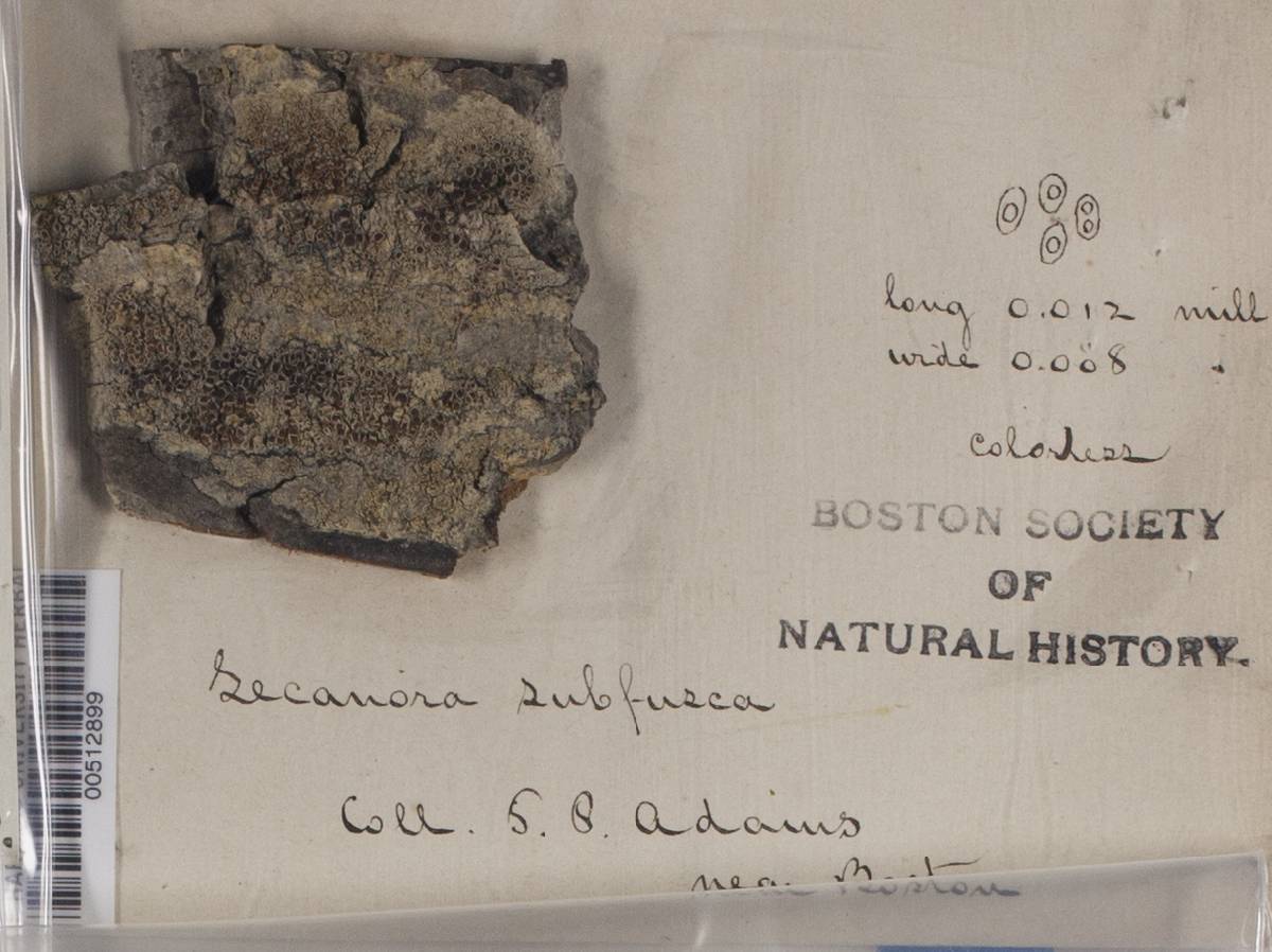 Lecanora subfusca image
