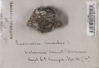 Lecanora muralis image