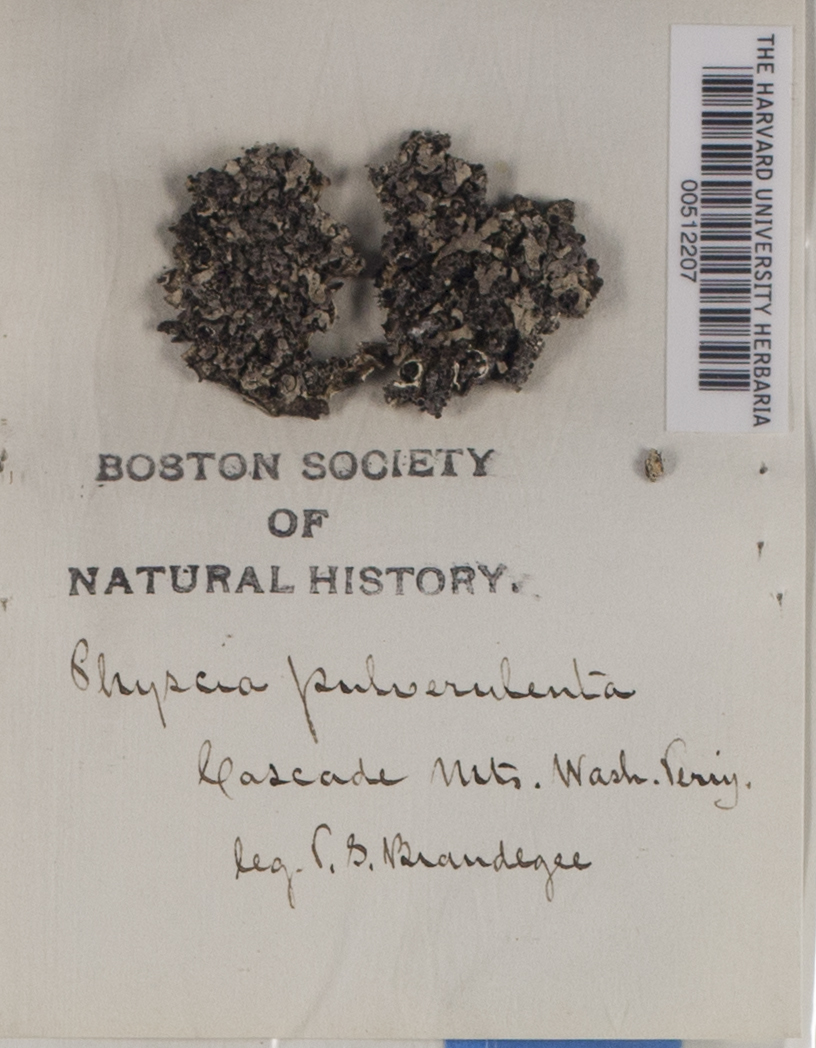 Physconia pulverulenta image