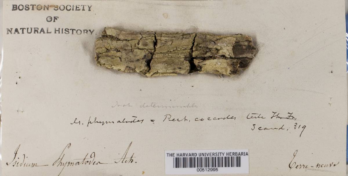 Pertusaria coccodes image