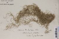 Usnea trichodea image