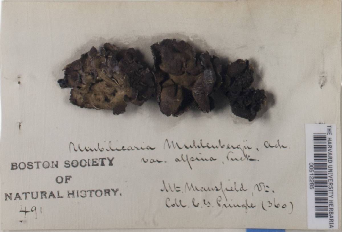 Umbilicaria muehlenbergii var. alpina image
