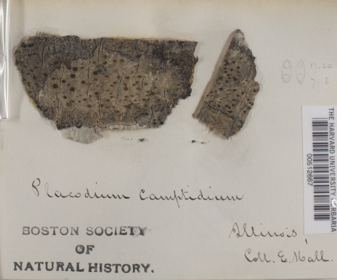 Placodium camptidium image
