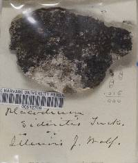 Placodium sideritis image