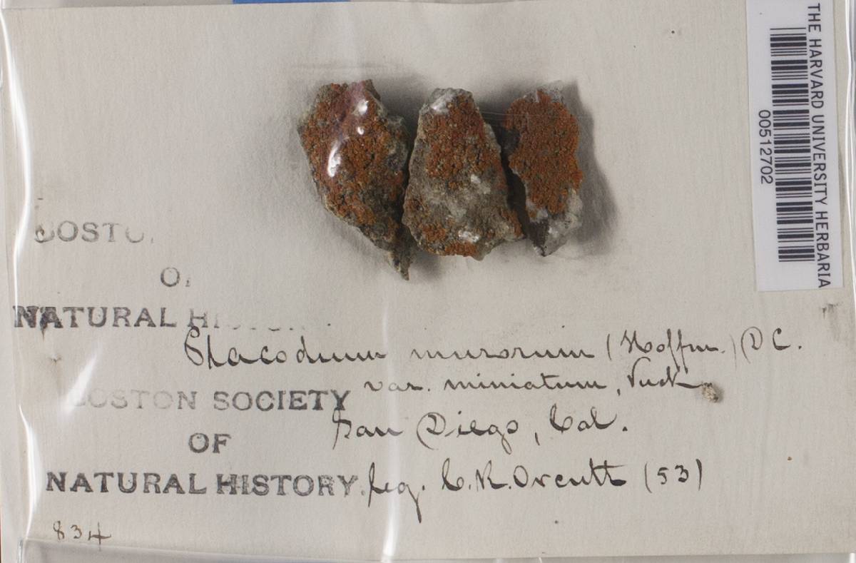 Placodium murorum var. miniatum image