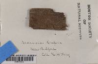 Myriolecis hagenii image