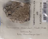 Lecanora muralis image