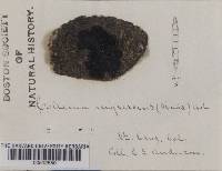 Collema nigrescens image