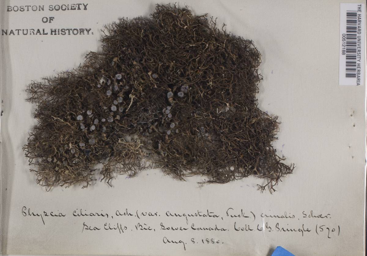 Physcia ciliaris var. angustata image