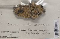 Lecanora muralis image