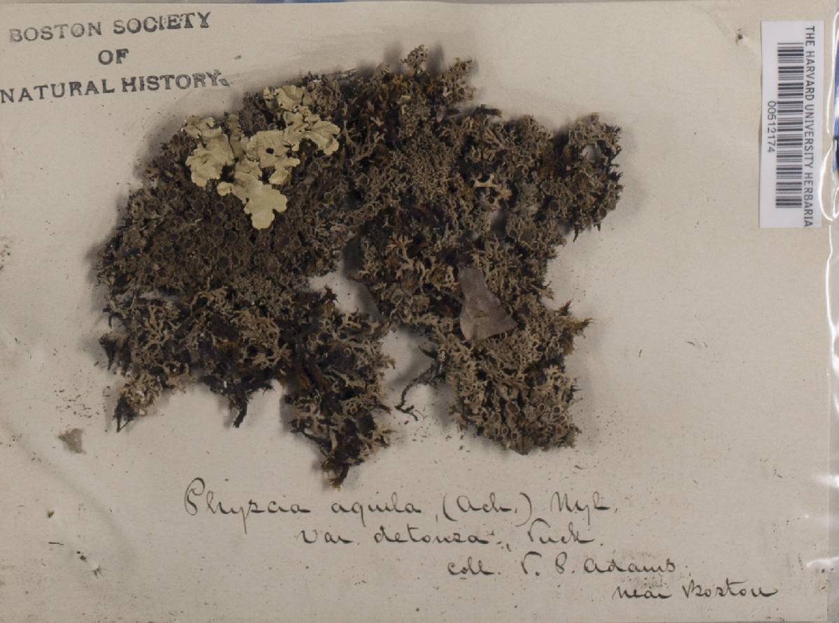 Physcia aquila var. detonsa image