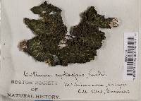 Image of Collema cyrtaspis
