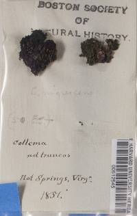 Collema nigrescens image