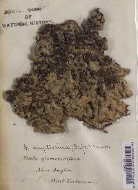 Lobaria amplissima image