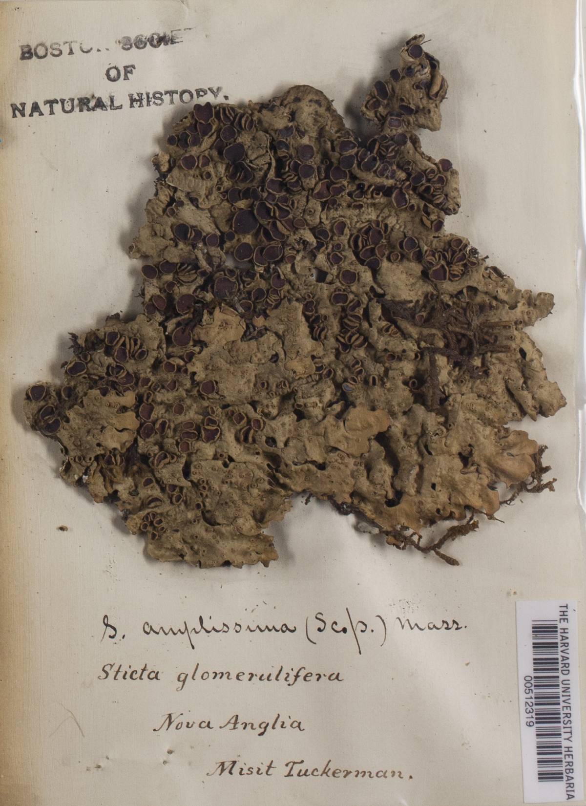 Lobaria amplissima image