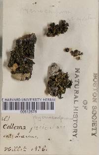 Collema pycnocarpum image