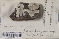 Lecanora muralis image