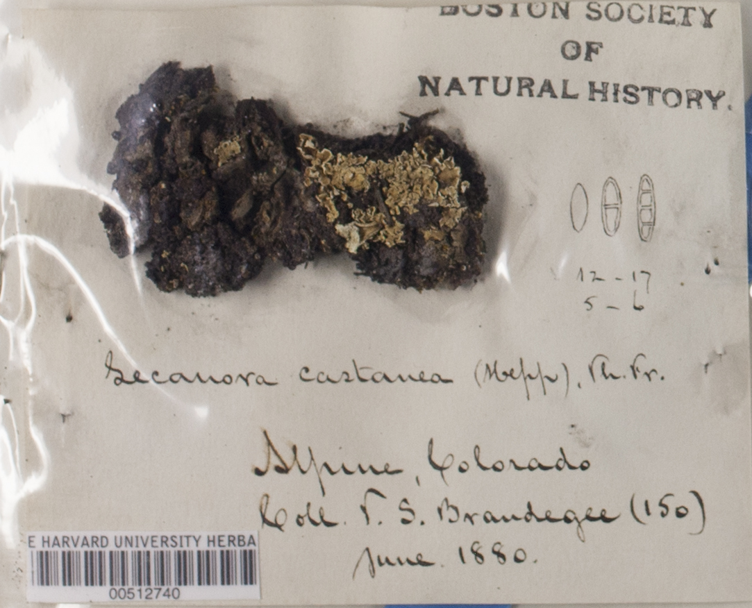 Bryonora castanea image