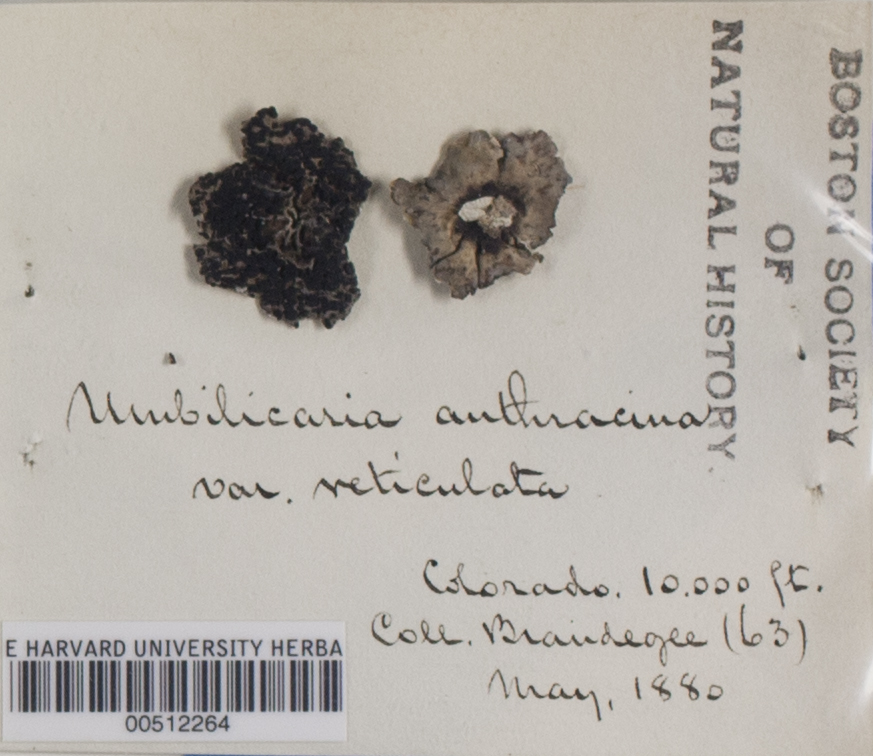 Umbilicaria anthracina var. reticulata image