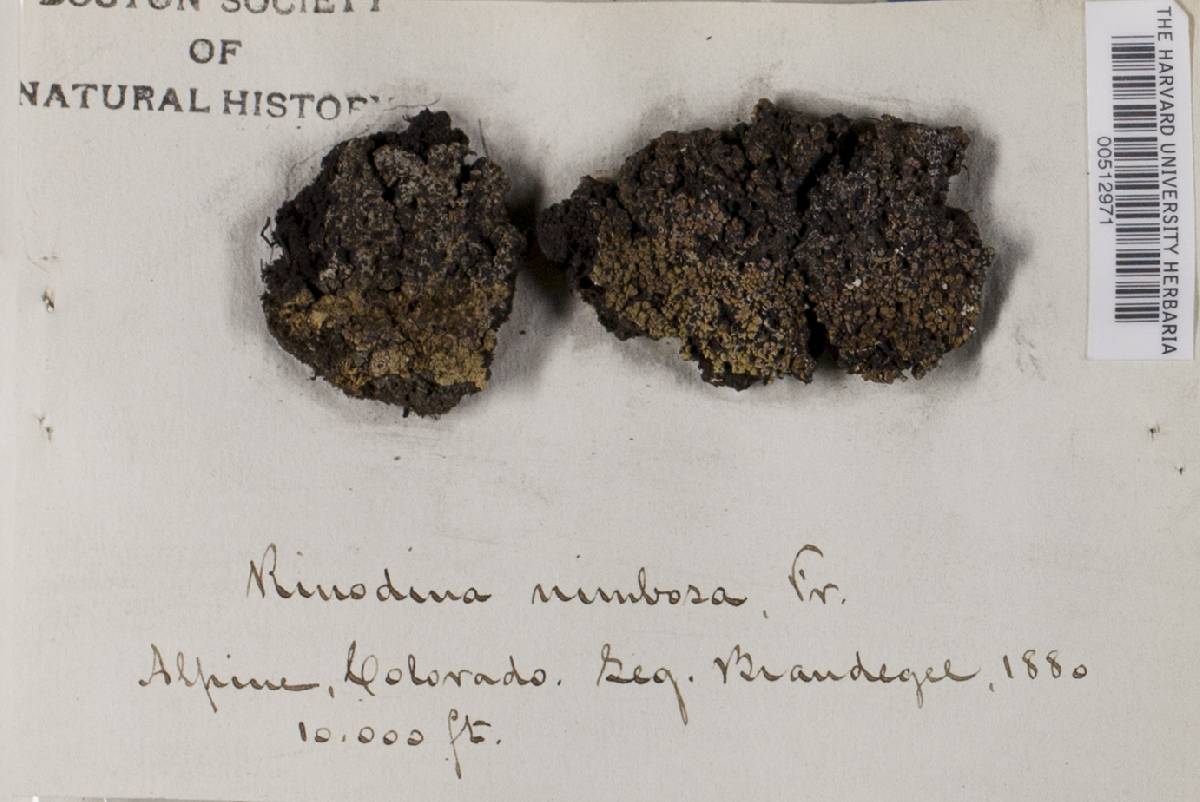 Phaeorrhiza image