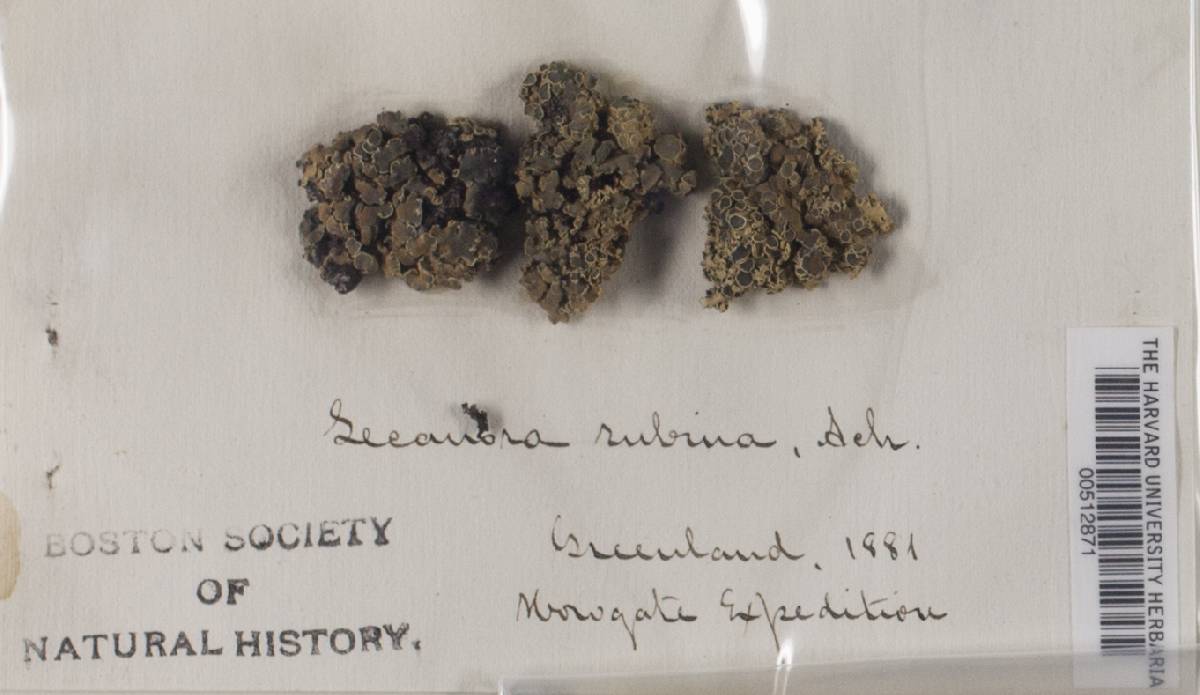 Lecanora rubina image