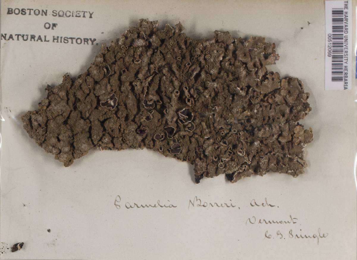 Punctelia borreri image