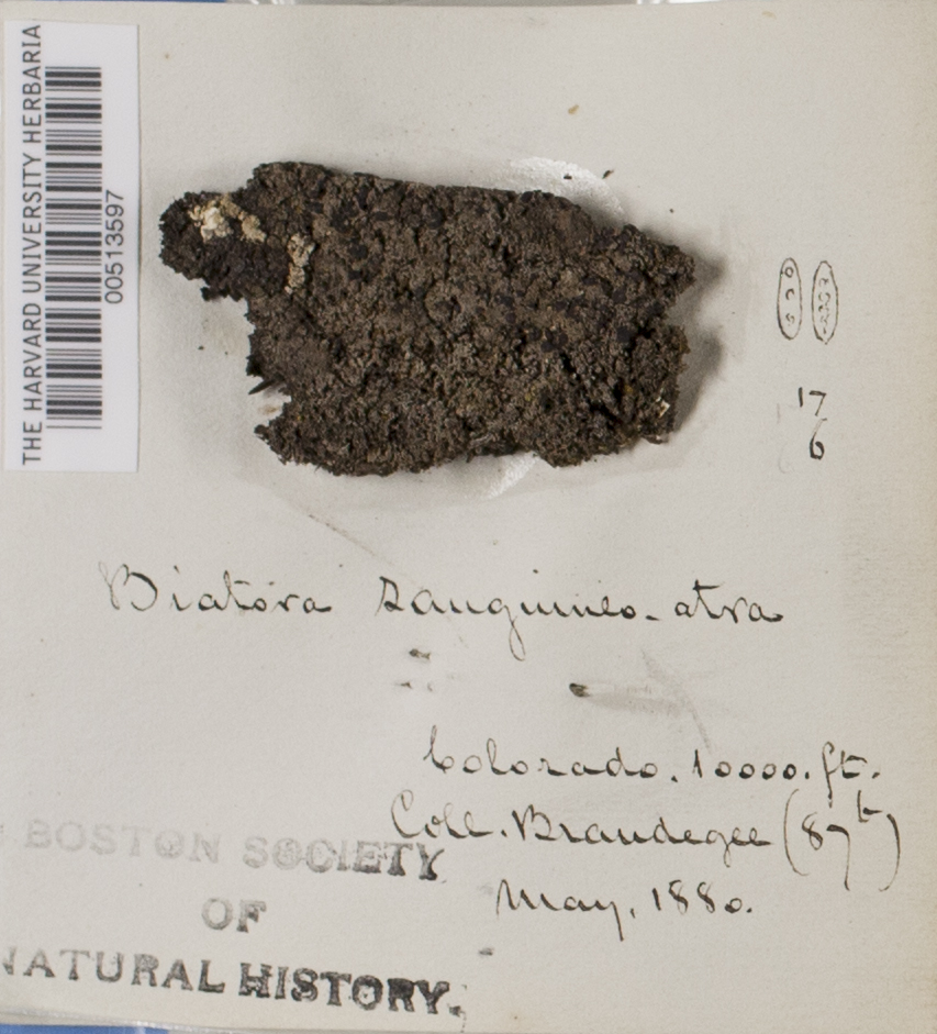 Bryobilimbia sanguineoatra image