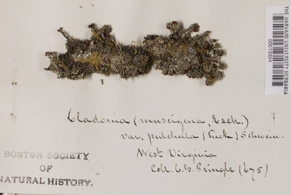 Cladonia pulchella image