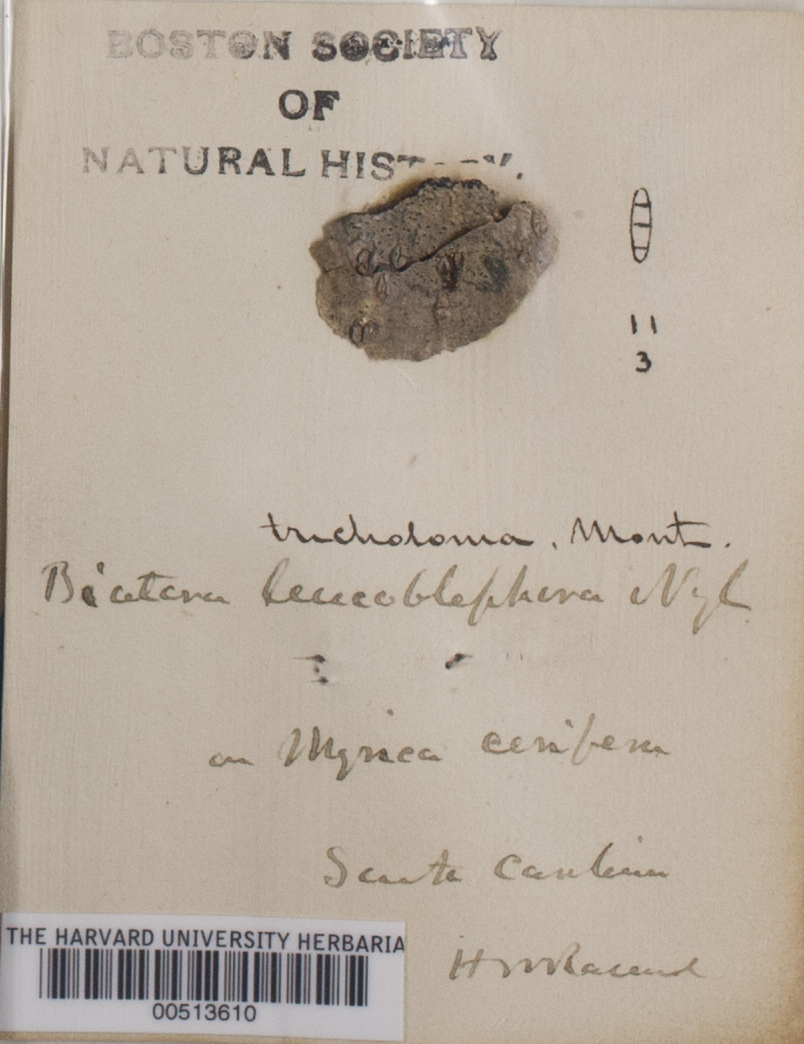 Biatora tricholoma image