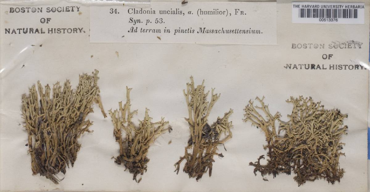 Cladonia uncialis f. humilior image