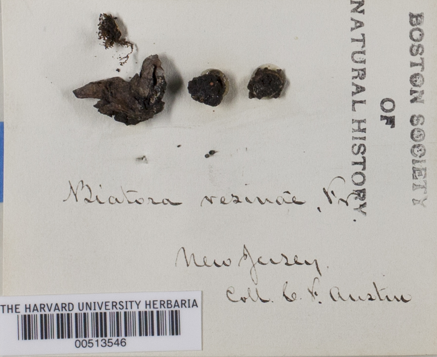 Sarea resinae image