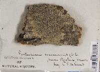 Pertusaria communis image