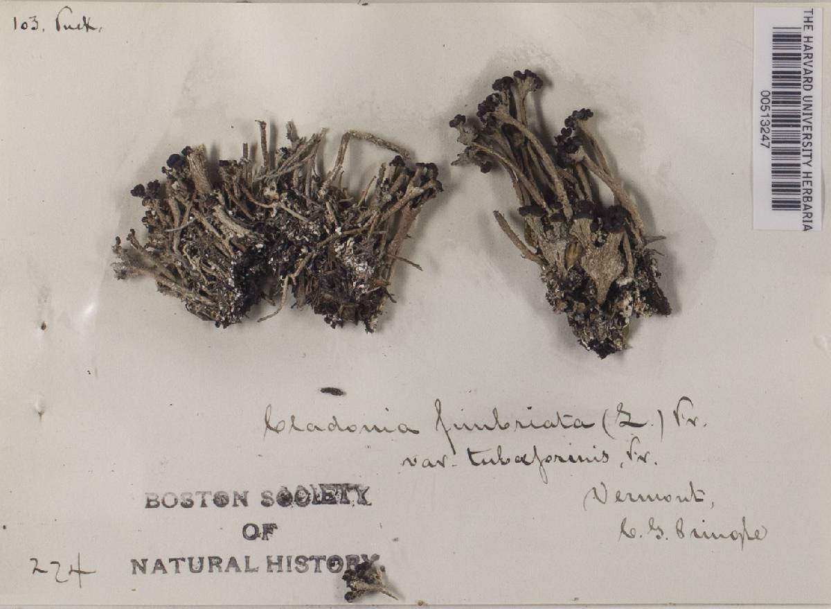 Cladonia fimbriata var. tubaeformis image