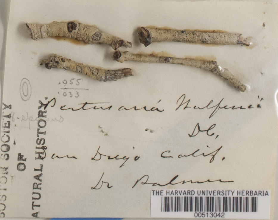 Pertusaria wulfenii image