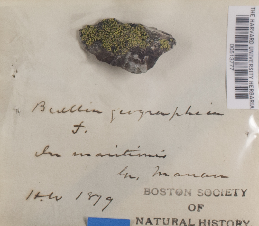 Buellia geographica image