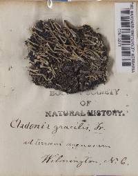 Cladonia gracilis image